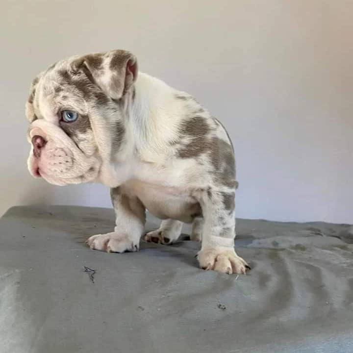 Merle English Bulldog Puppy for Sale
