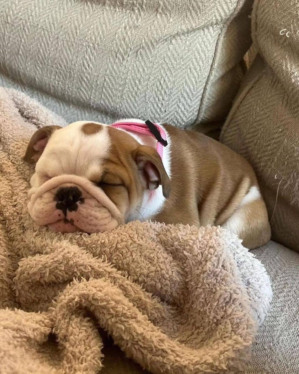 Female English Bulldog Puppy – Calm, Cute & Family Ready
