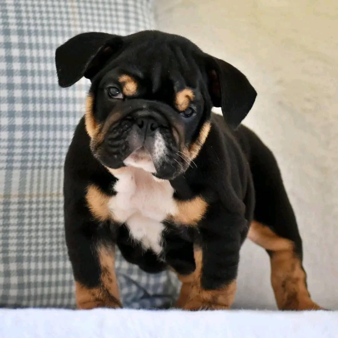 Black and Tan English Bulldog Puppy – Rare Tri Color Bulldog