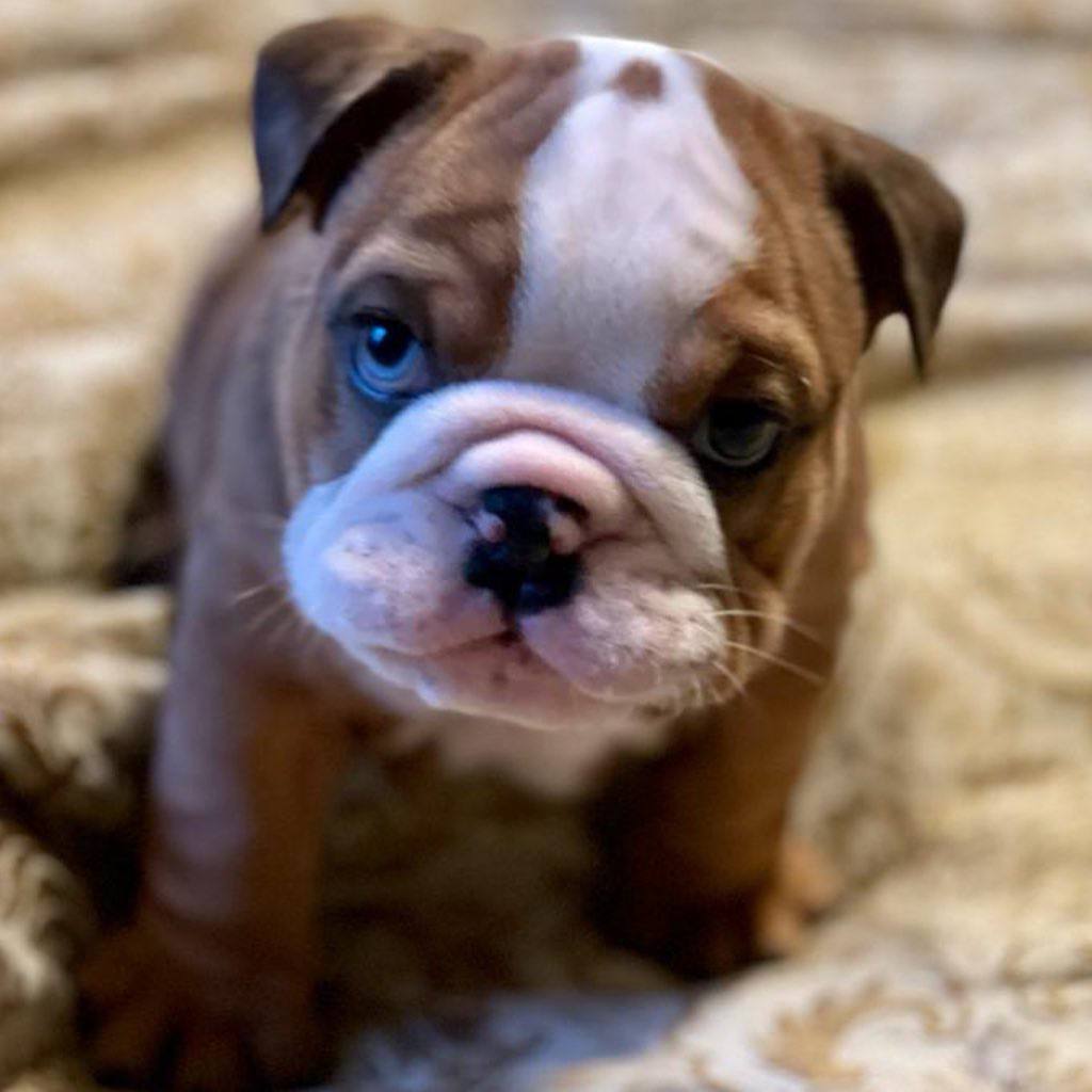 Blue Eyed English Bulldog Puppy – Rare & Adorable Bulldog