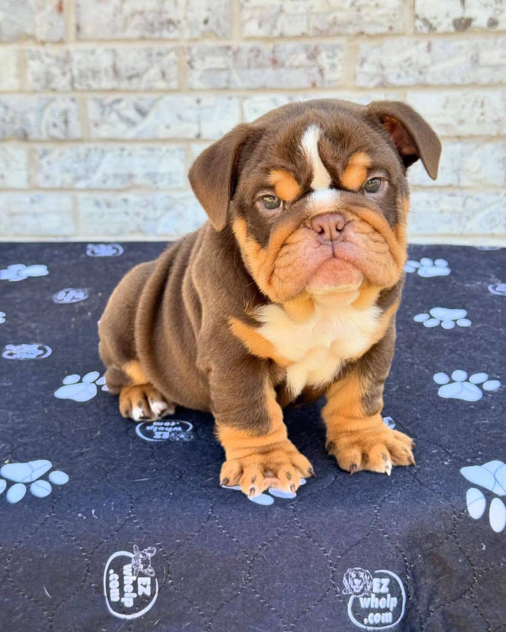 Chocolate English Bulldog Puppy – Rare & Adorable Bulldog