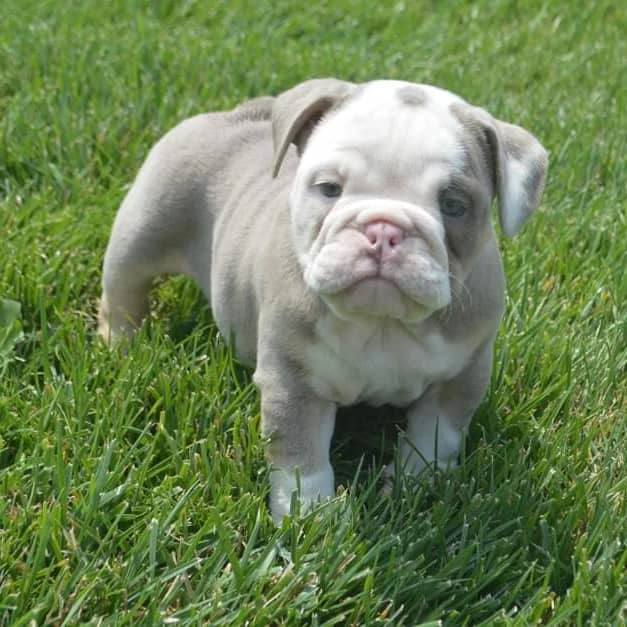 English Bulldog Puppy – Healthy & Adorable Bulldog Puppies