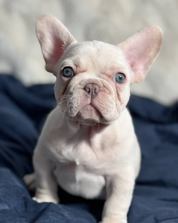 Cream French Bulldog Puppy – Rare Light Color Frenchie for Sale - Image 2
