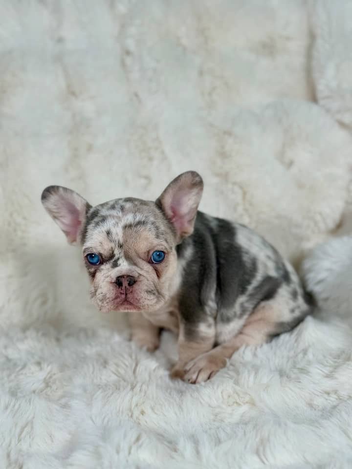 Merle French Bulldog Puppy – Blue Eyed Frenchie Available - Image 2