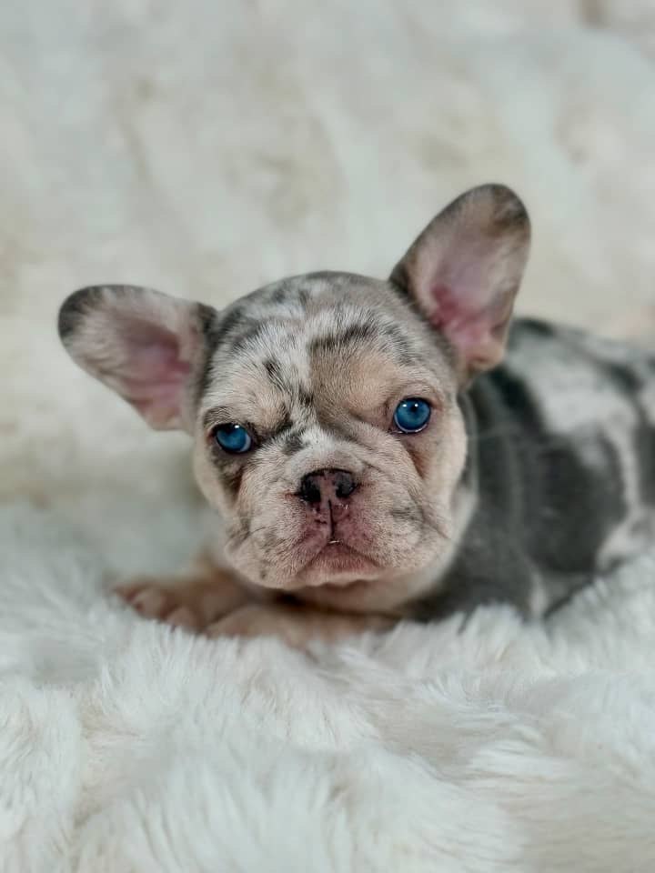 Merle French Bulldog Puppy – Blue Eyed Frenchie Available - Image 3