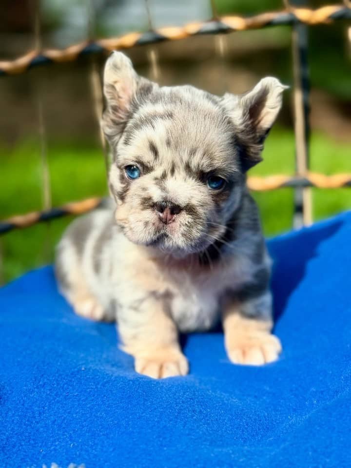 Merle French Bulldog Puppy – Blue Eyed Frenchie Available - Image 7