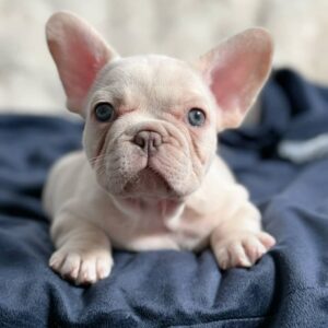 cream French bulldog puppy lying on bed