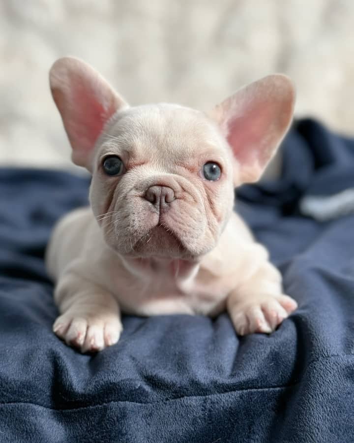 Cream French Bulldog Puppy – Rare Light Color Frenchie for Sale
