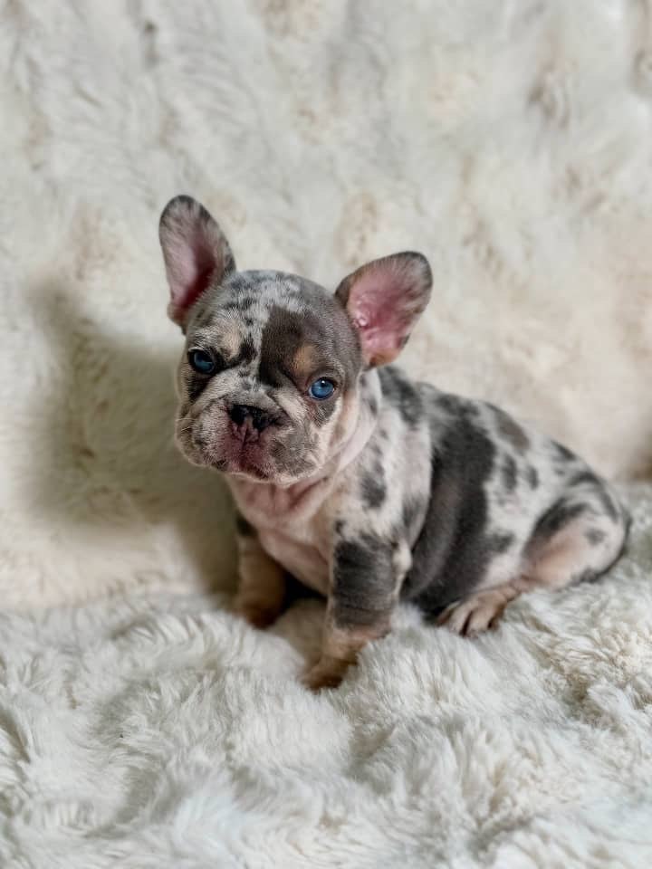 Merle French Bulldog Puppy – Blue Eyed Frenchie Available - Image 4