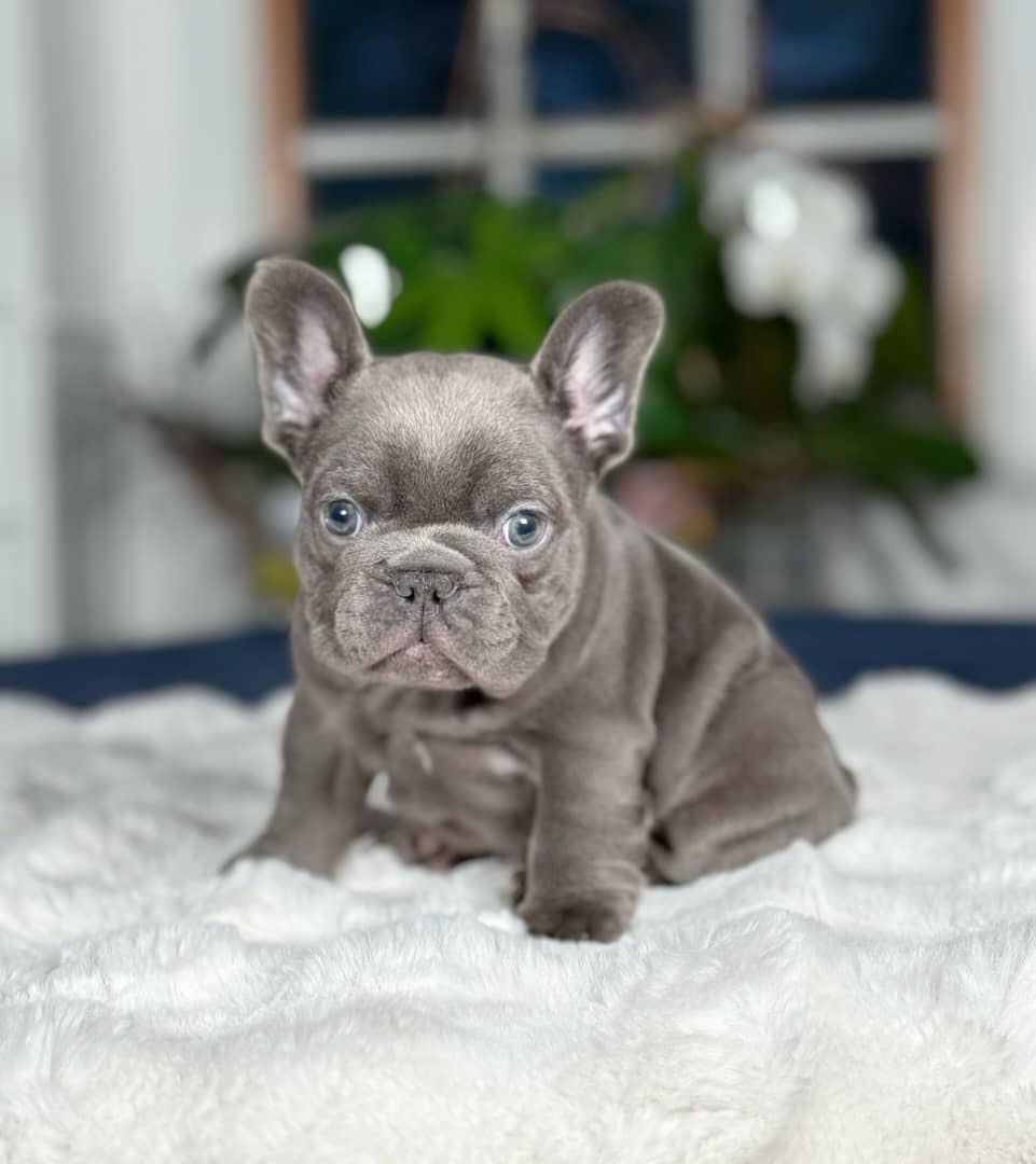 Blue French Bulldog Puppy – Rare Grey Frenchie for Sale - Image 3