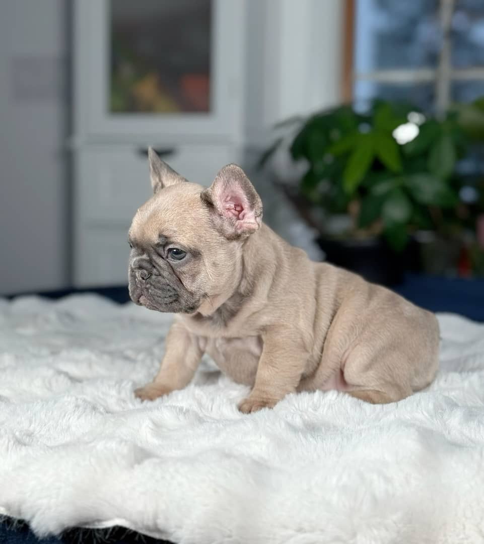Fawn French Bulldog Puppy – Cute Family Frenchie for Sale - Image 2