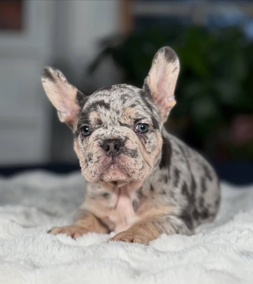 Merle French Bulldog Puppy – Rare Spotted Frenchie for Sale - Image 2