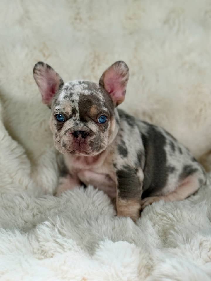 Merle French Bulldog Puppy – Blue Eyed Frenchie for Sale