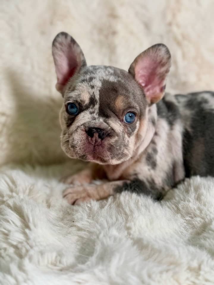 Merle French Bulldog Puppy – Blue Eyed Frenchie Available - Image 5