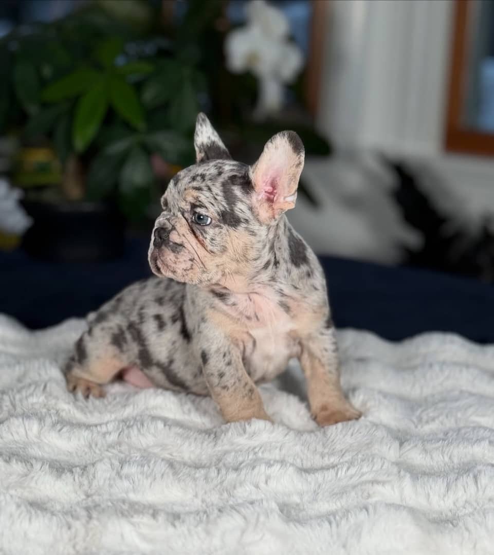 rare merle Frenchie puppy on soft blanket