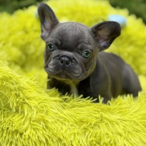 blue French bulldog puppy on green fluffy bed