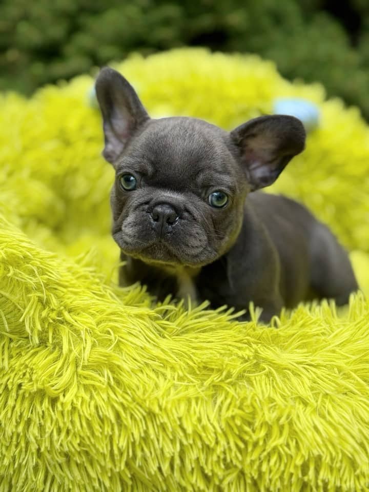 Blue French Bulldog Puppy – Rare Grey Frenchie for Sale