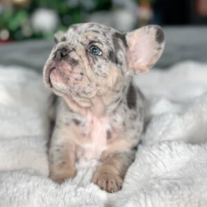 merle French bulldog puppy with spotted coat