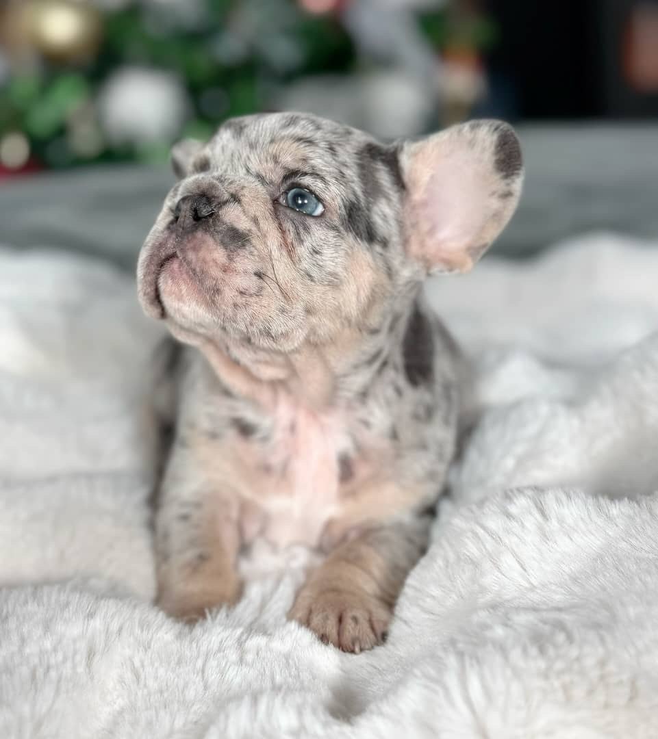 Merle French Bulldog Puppy – Rare Spotted Frenchie for Sale
