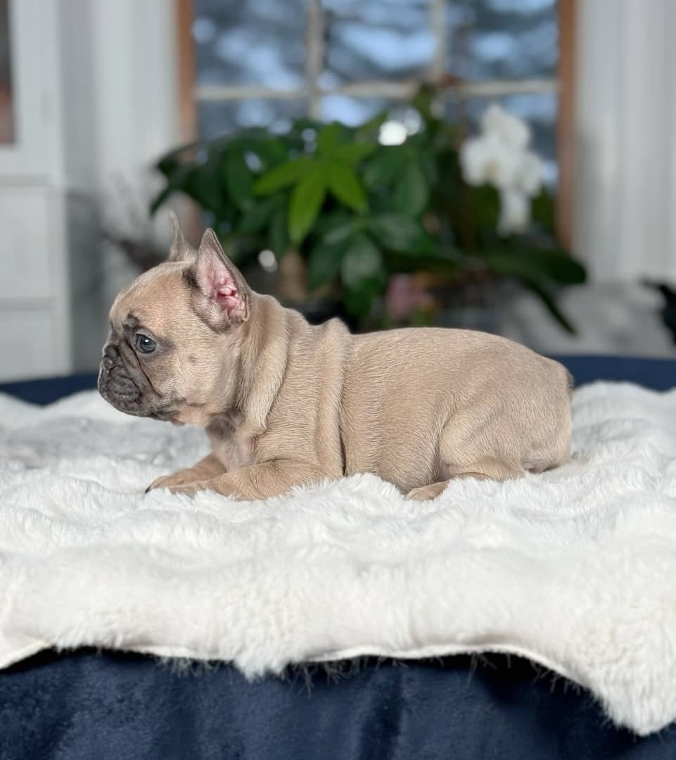 Fawn French Bulldog Puppy – Cute Family Frenchie for Sale