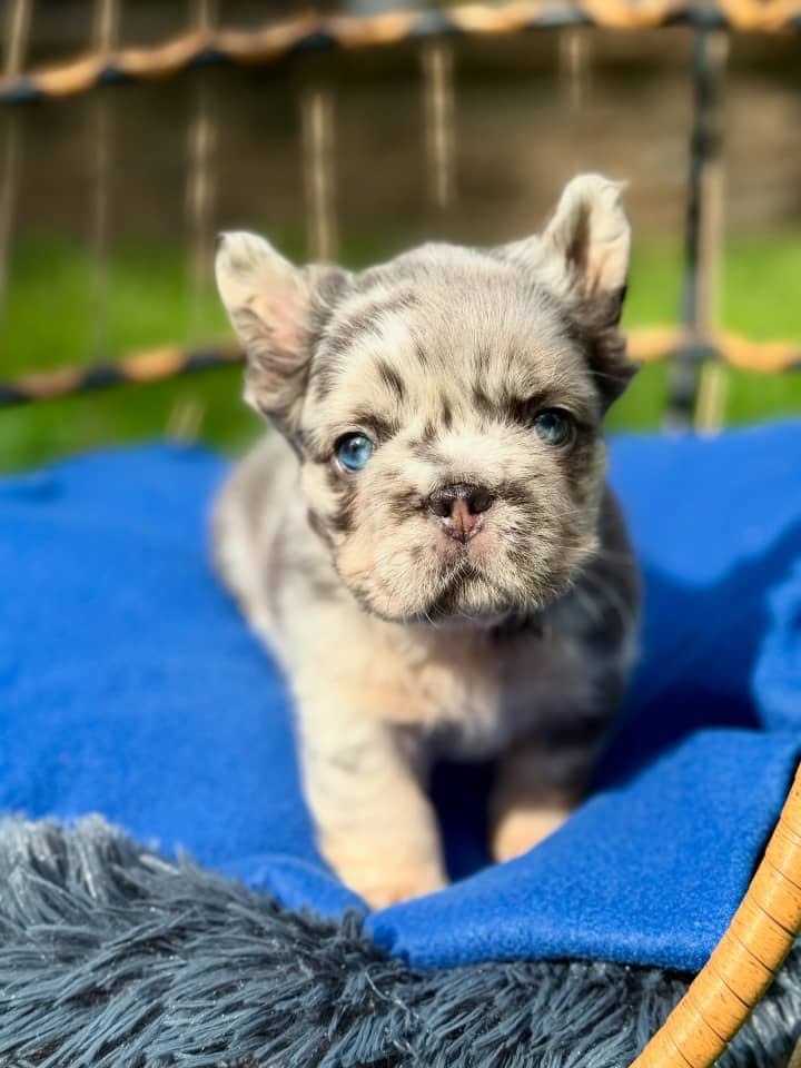 Merle French Bulldog Puppy – Blue Eyed Frenchie Available - Image 10