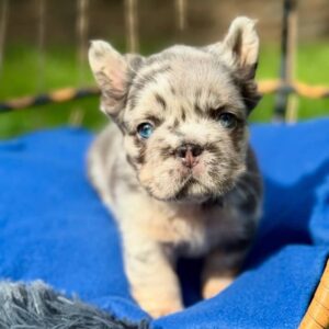 blue eyed French bulldog puppy close up face