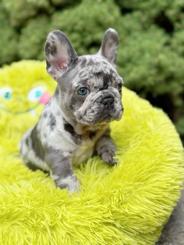 Merle French Bulldog Puppy – Blue Eyed Frenchie Available - Image 9