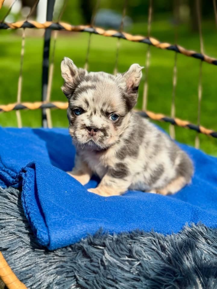 Merle French Bulldog Puppy – Blue Eyed Frenchie Available - Image 8