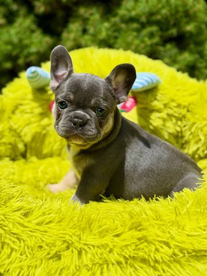 Blue French Bulldog Puppy – Rare Grey Frenchie for Sale - Image 2