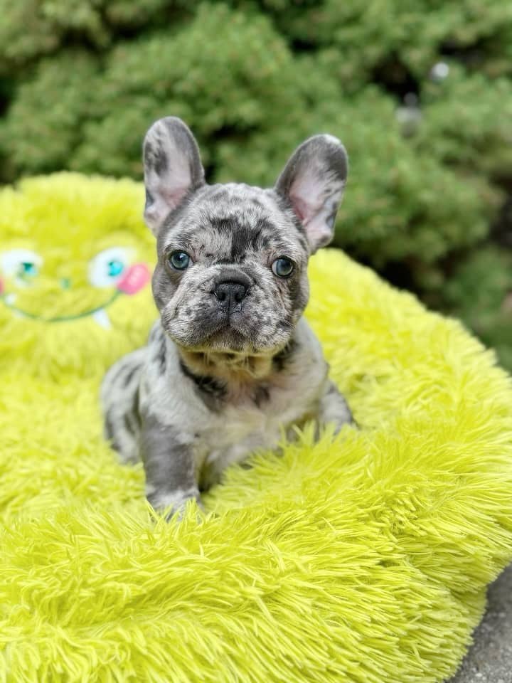 Merle French Bulldog Puppy – Blue Eyed Frenchie Available - Image 6